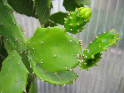 IMG_7001 Brasilopuntia brasiliensis.JPG