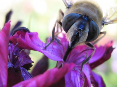 IMG_6982 Karthäusernelke.JPG