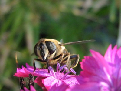 IMG_6972 Karthäusernelke.JPG