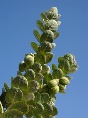 _DSC3863_calotropis1.jpg