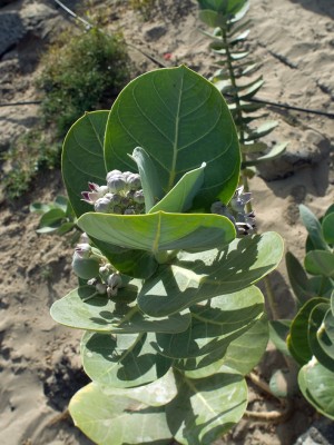 _DSC3832_calotropis2.jpg