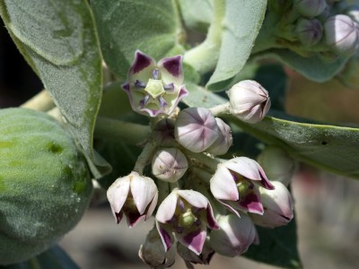 _DSC3859_calotropis3.jpg