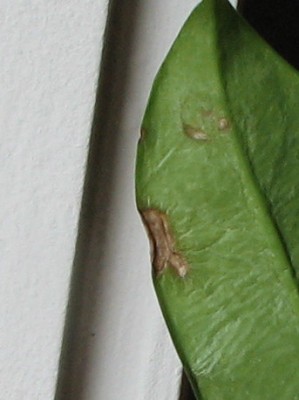 06.07.2008 Blatt Rückseite.jpg