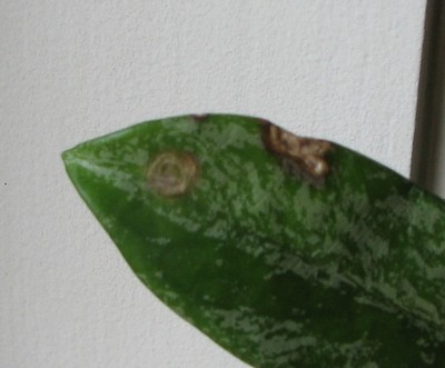 06.07.2008 Hoya Blatt Flecken.jpg
