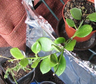 06.07.2008 Hoya collina.jpg