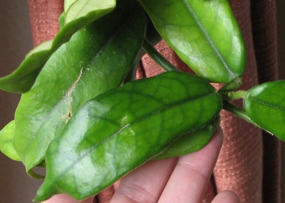 06.07.2008 Hoya globulosa Blätter.jpg