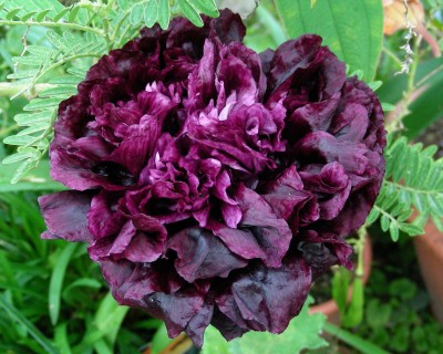 schwarzer Mohn w.jpg