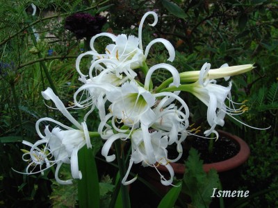 Ismene w.jpg