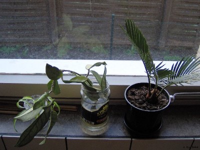 K%FCche_Ostfenster_600x450.JPG