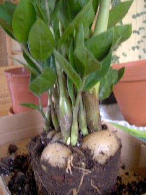 Zamioculcas_600x800.JPG
