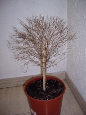 oleander.jpg