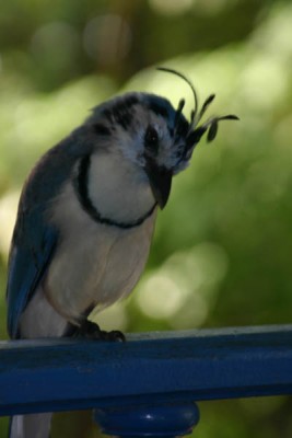 ...keine Blüte, ist aber auch nett und blau!.jpg