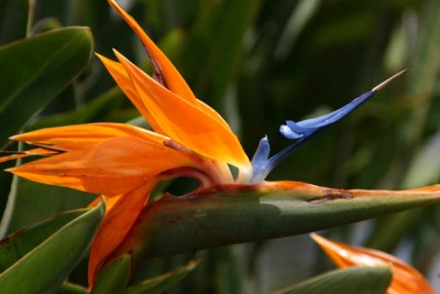 ...auch ein bisschen blau..jpg