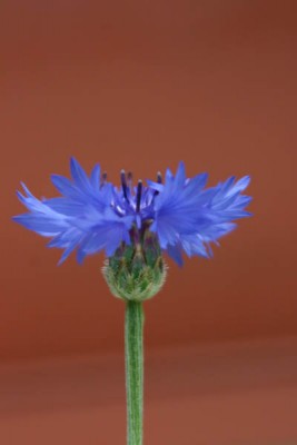 ..Kornblume...jpg
