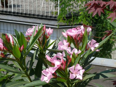Oleander rosa.jpg