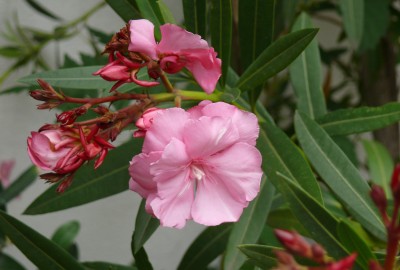 Oleander rosa gefüllt.jpg