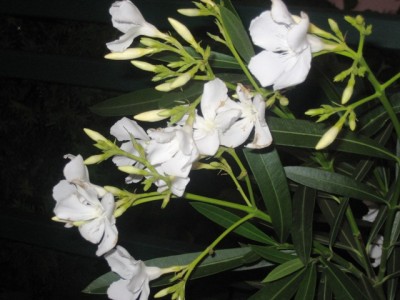 Oleander_weiß.JPG