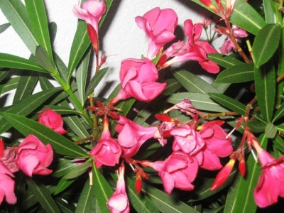 Oleander_rot.JPG