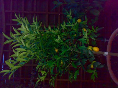 06072008327.jpg