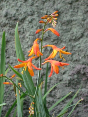 Orange Crocosmia.jpg