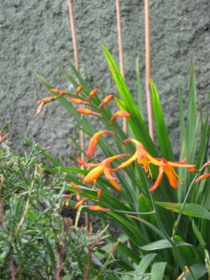 Crocosmia o.jpg