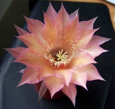 GS150%281%29_640x605.jpg