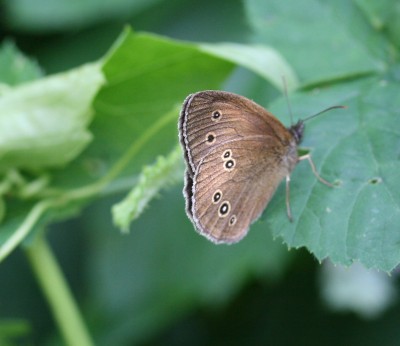 schmetterling5.jpg