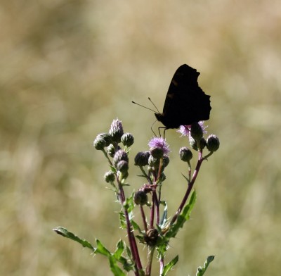 schmetterling4.jpg