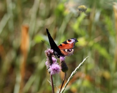 schmetterling3.jpg
