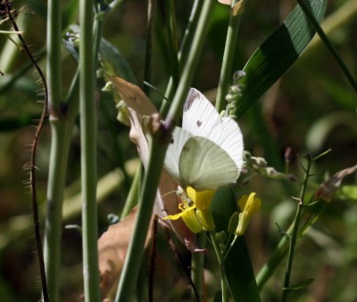 schmetterling2.jpg
