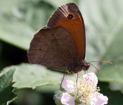 schmetterling1.jpg