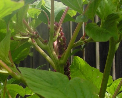 unbekannte Blume 2.JPG