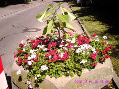 Negele Schale mit Datura.JPG