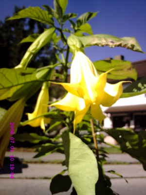 Datura Blüte2.JPG