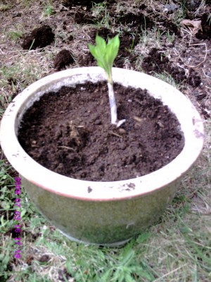 mein Amorphophallus.JPG