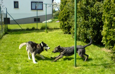 DSC05341 luca-balto und hugo spielen.jpg