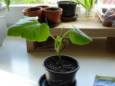 Brauche hilfe zu &quot;Pflanze deinen Namen&quot;-Jackbohne ·  Pflanzenbestimmung & Pflanzensuche · GREEN24 Pflanzen & Garten Forum