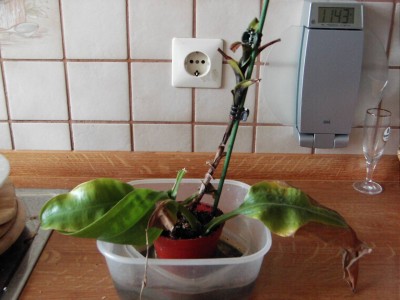 armes blümchen 002.JPG