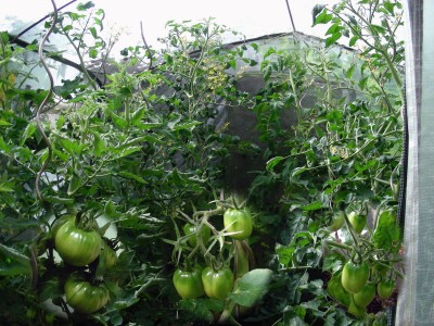 Tomaten im Folienhaus w.jpg