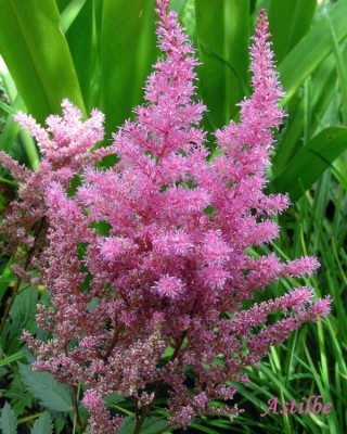 Astilbe w.jpg