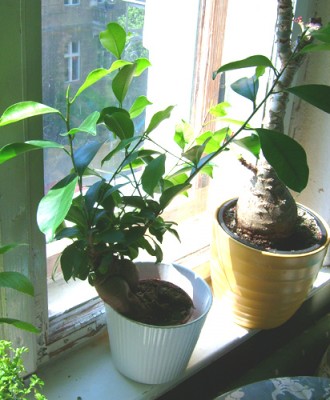 ficus2.jpg