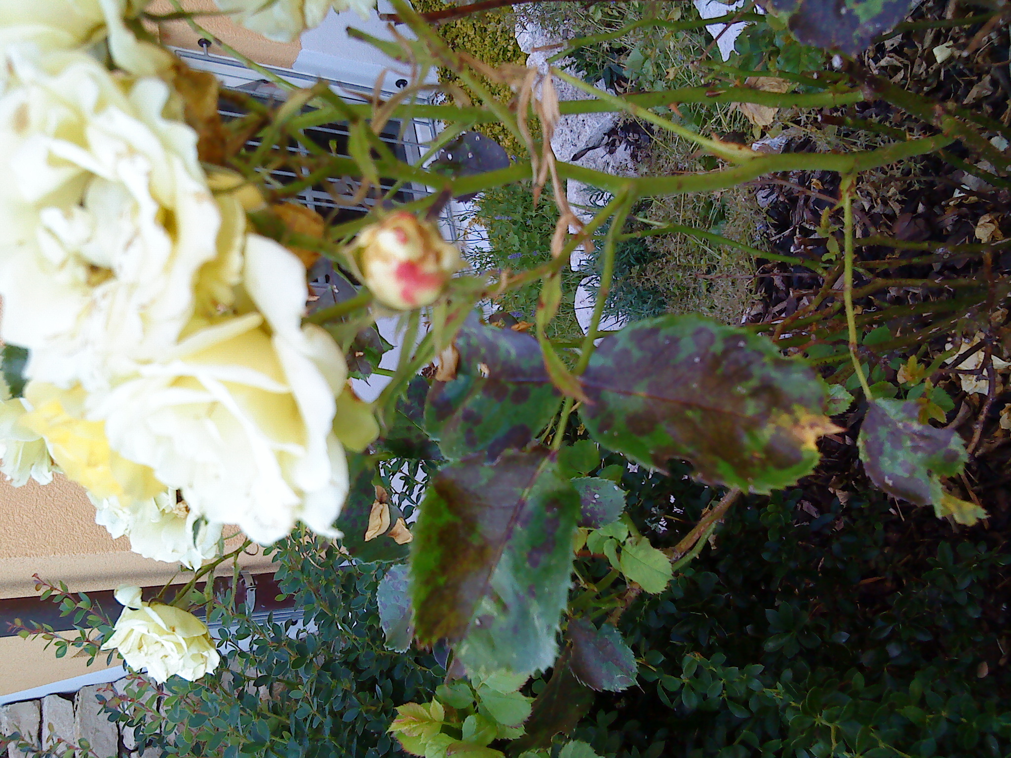 Rosen haben fast keine Blaetter · Pflanzenkrankheiten & Schädlinge ·  GREEN24 Pflanzen & Garten Forum