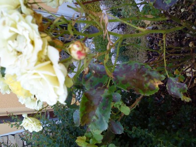 DSC00026.JPG