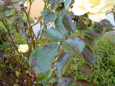 DSC00025.JPG