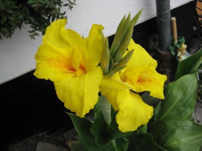 Gelbe Canna.jpg