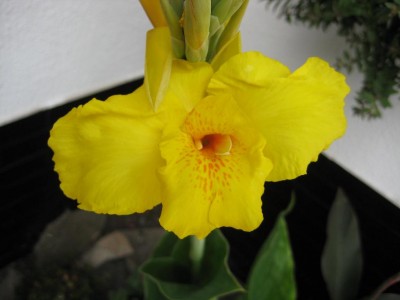 Canna gelb.jpg