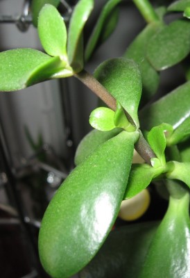 Geldbäumchen neue Triebe 2008.07.JPG