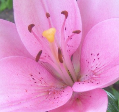 Kleine Prinzessin 006um.jpg