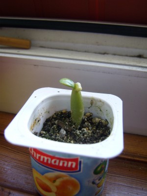 'Ein-Ohr-Wüsti' A. somalense.JPG