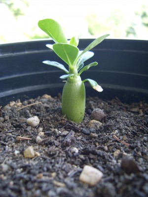 'Greenie' A. obesum.JPG